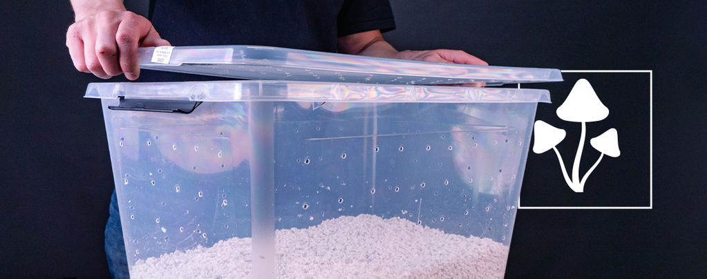 Wie Man Eine Shotgun Fruiting Chamber (SGFC) Für Pilze Baut