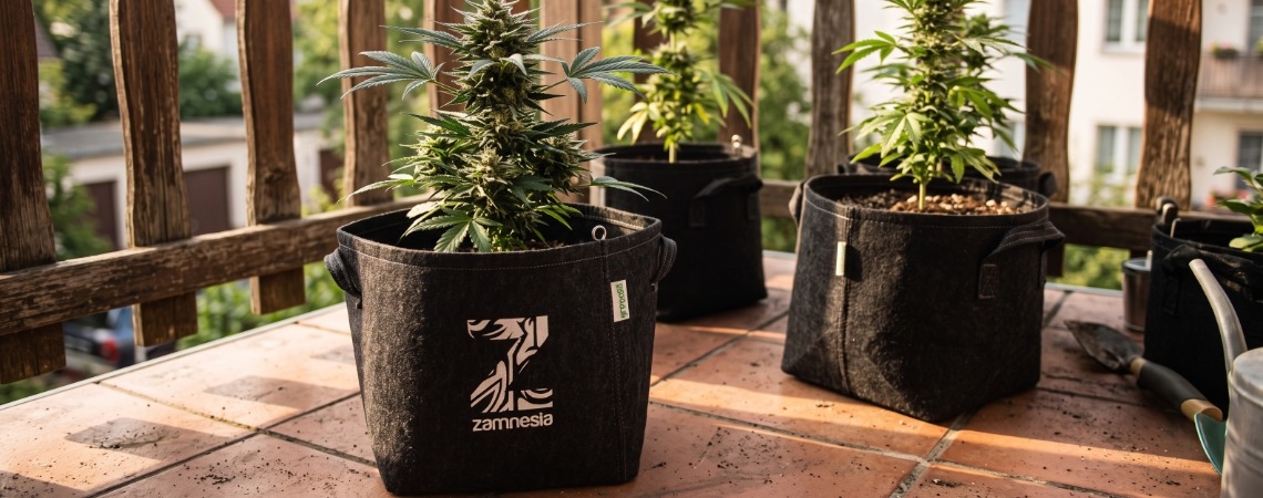 Die Top 10 Cannabissorten Für Den Anbau Auf Dem Balkon Oder Der Terrasse
