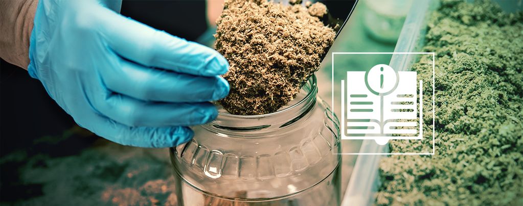 Alles, Was Du Über Magic-Mushroom-Substrate Wissen Musst