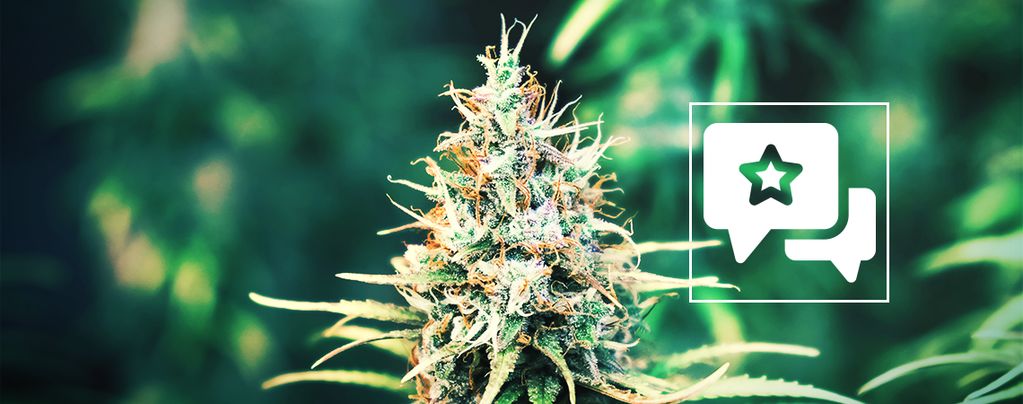 Cookies Kush (Barney's Farm) feminisiert