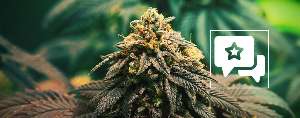 GG4 (Zamnesia Seeds) Feminisiert GG4 (Zamnesia Seeds) Feminisiert