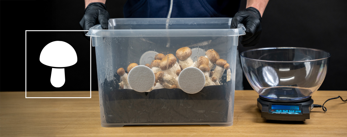 Wie man ein Monotub für die Pilzzucht baut