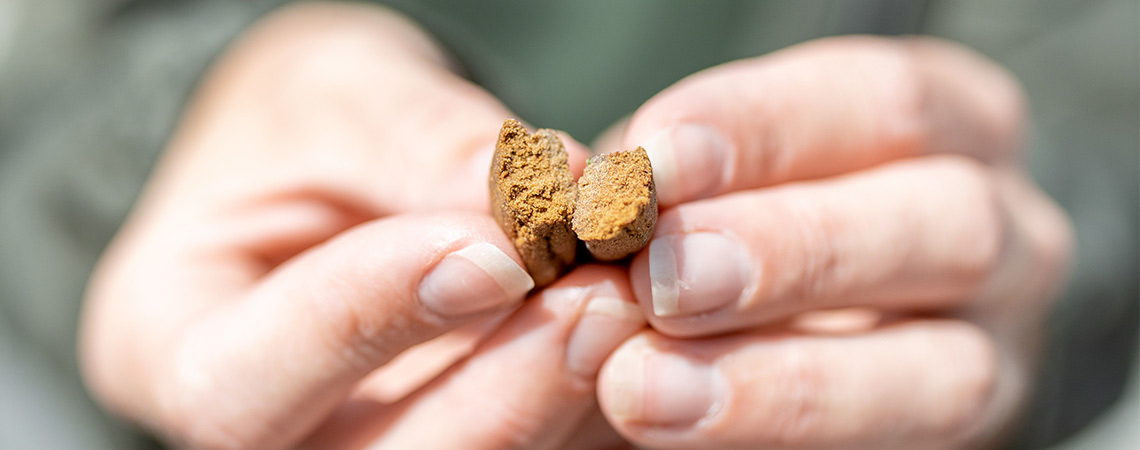 Wie Man Hochwertiges Hasch Erkennt