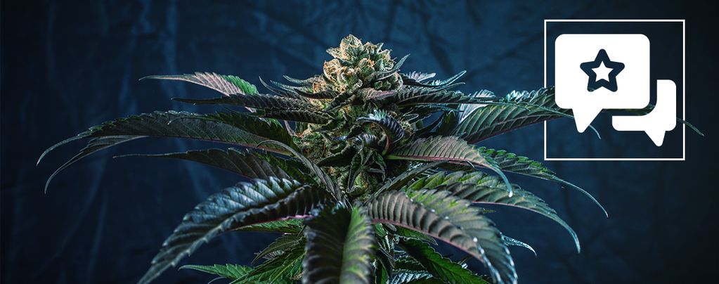 Silver Haze: Sortenrezension & Informationen