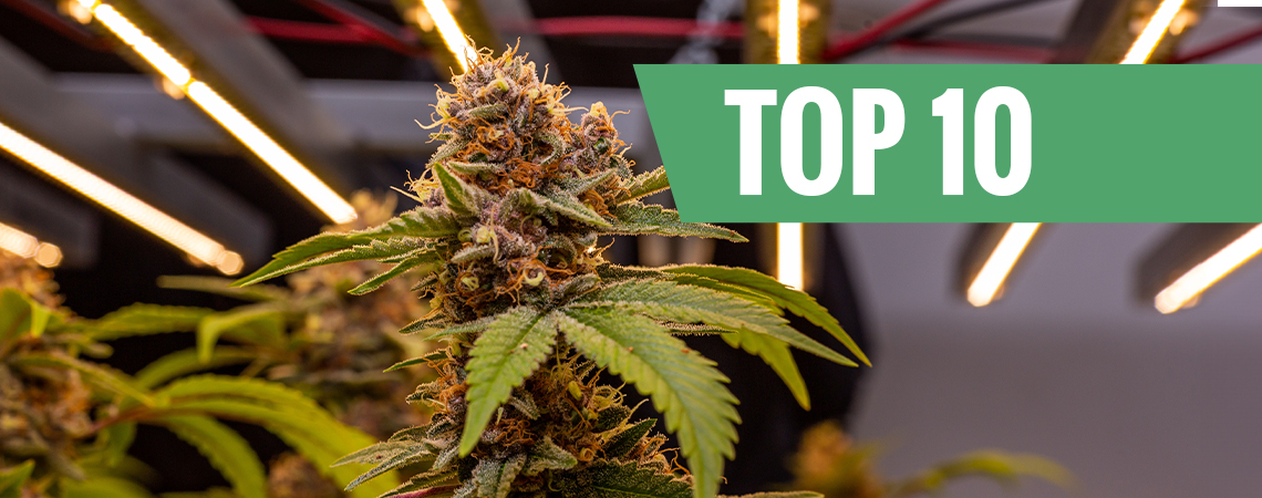 Die 10 Größten Cannabissorten