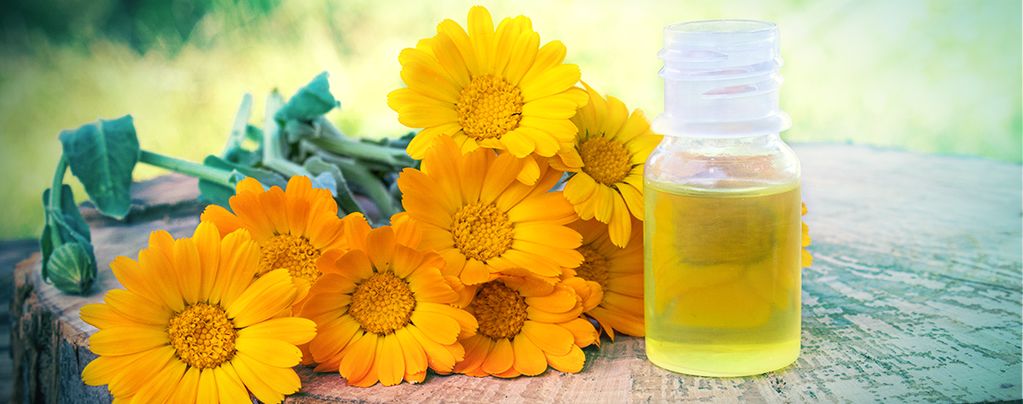 Ringelblume (Calendula officinalis) Buddy Pack Ringelblume (Calendula officinalis) Buddy Pack