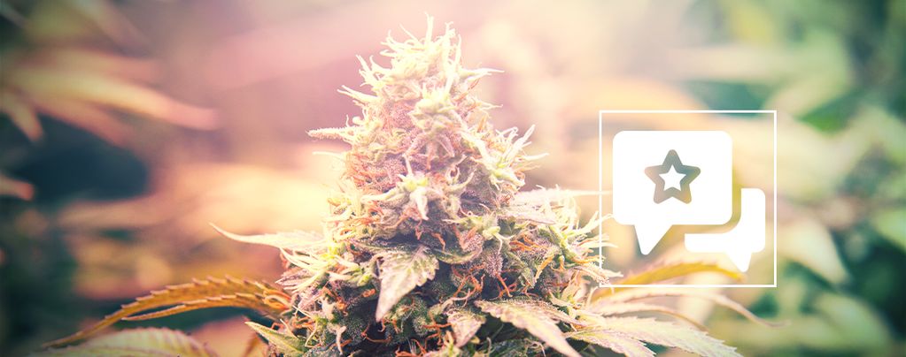 Candy Kush (Auto Seeds) feminisiert Candy Kush (Auto Seeds) feminisiert