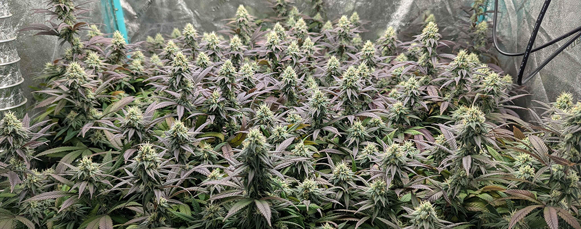 Top 10 Ertragreichsten Feminisierten Cannabissorten