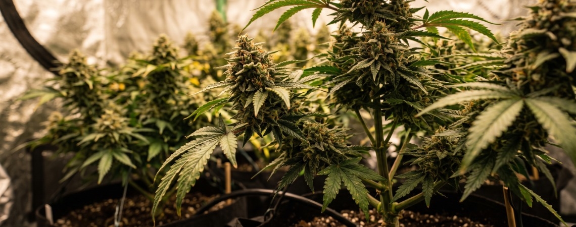 Top 10 Ertragreichsten Feminisierten Cannabissorten