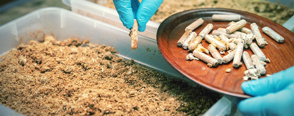 Sterile Technik Für Die Zucht Von Magic Mushrooms