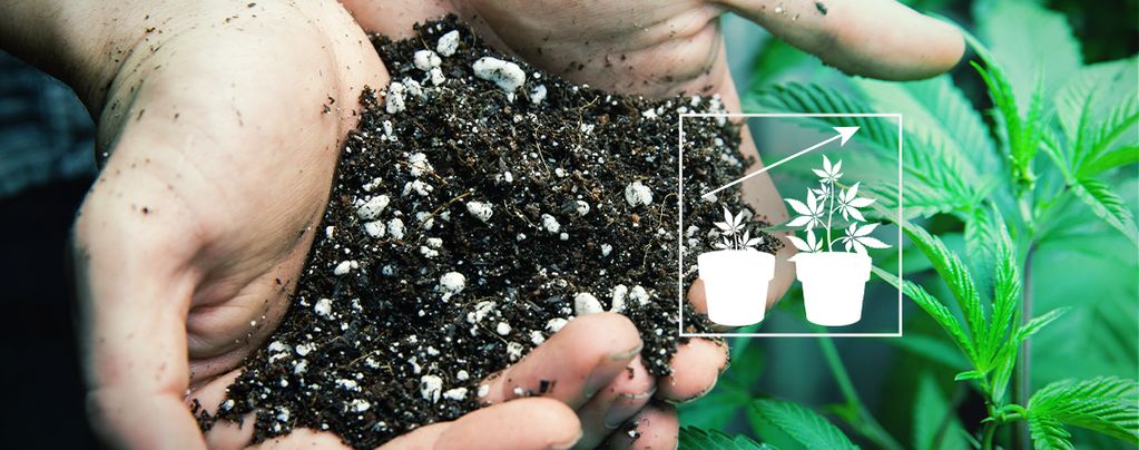 Beste Bodenmischung Cannabis Beste Bodenmischung Cannabis