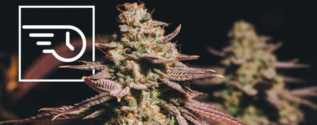 Was Ist Schnell Blühendes Cannabis?