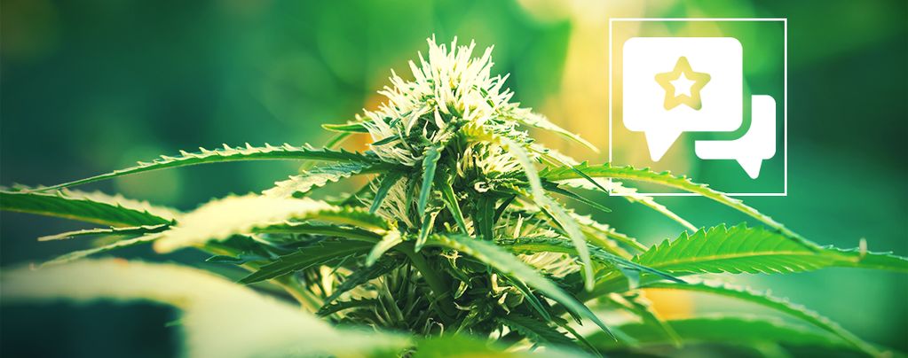 Super Lemon Haze (Greenhouse Seeds) feminisiert