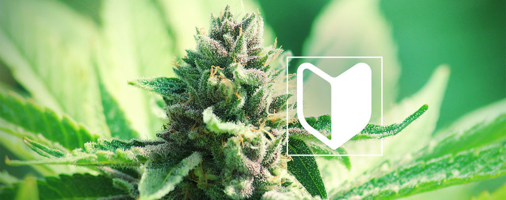 Was Benötigt Man, Um Einen Cannabisanbau Zu Starten?