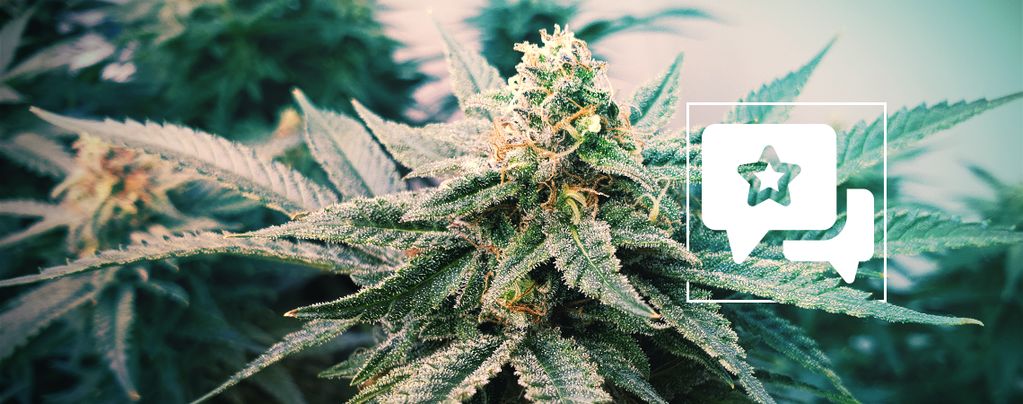 Sunset Sherbet Automatic (Zamnesia Seeds) feminisiert Sunset Sherbet Automatic (Zamnesia Seeds) feminisiert