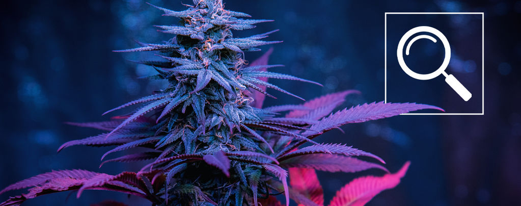 Deine Bevorzugte Cannabissorte Finden