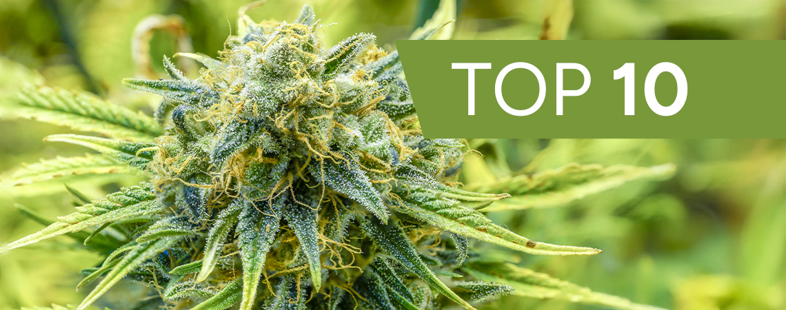 Die 10 schnellsten Autoflowers 2025