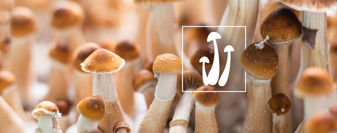 Frische vs. getrocknete Magic Mushrooms: Was ist besser?