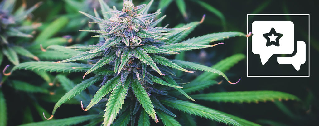 Do-Si-Dos Automatic (Zamnesia Seeds) feminisiert