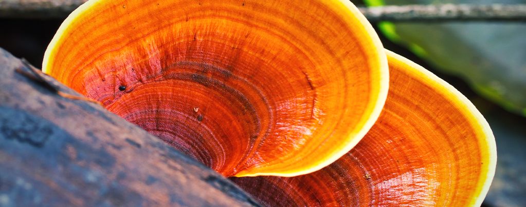 Was Ist Ein Reishi-Pilz?