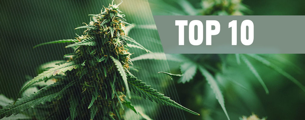 Top 10 Besten Regulären Cannabissamen Von 2025