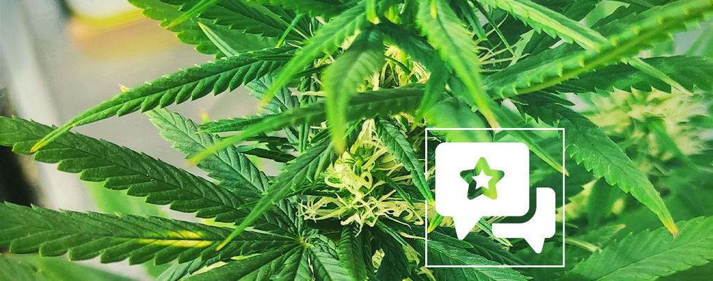 Sortenbewertung: Kali Mist