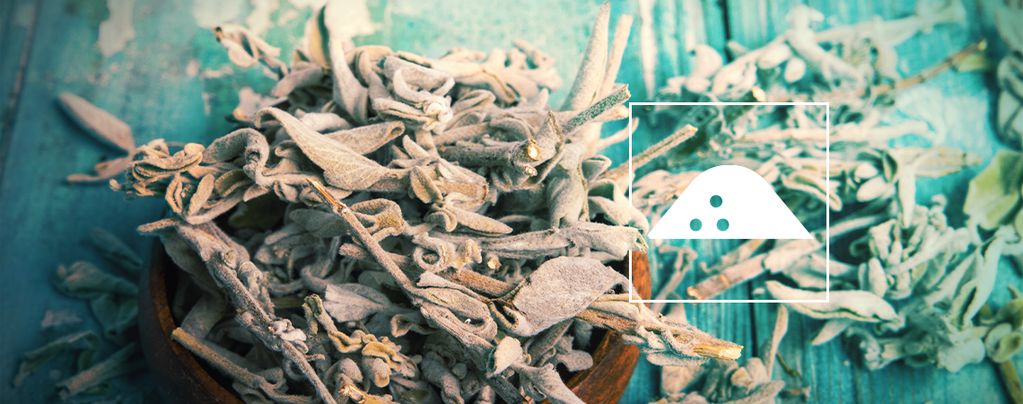 Salvia Divinorum Extrakt Herstellen Getrocknete Salvia Blätter