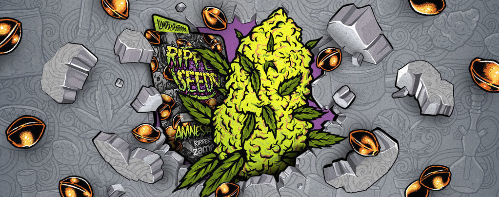 Zamnesia x Ripper Seeds: Amnesia Punch (Limitierte Auflage)