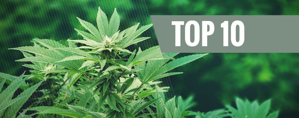 Die 10 Häufigsten Verwendungen Von Hanf