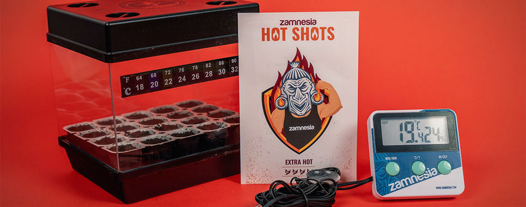 Wann Und Wie Man Chilliesamen Keimt