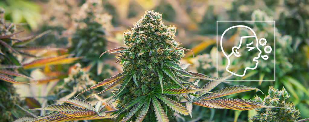 Was Sind Cannabisallergien?