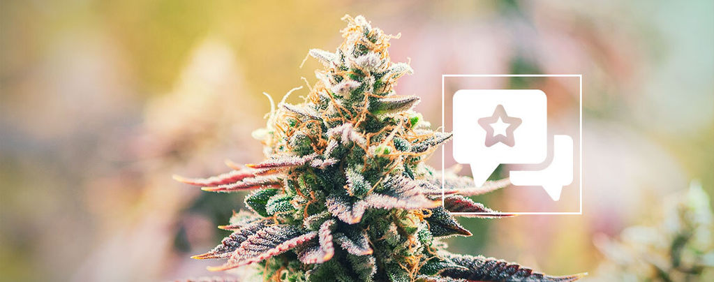 Cannabissorte Lava Cake