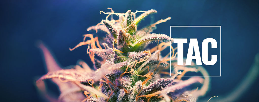 Was Ist TAC Und Warum Ist Es Wichtig?