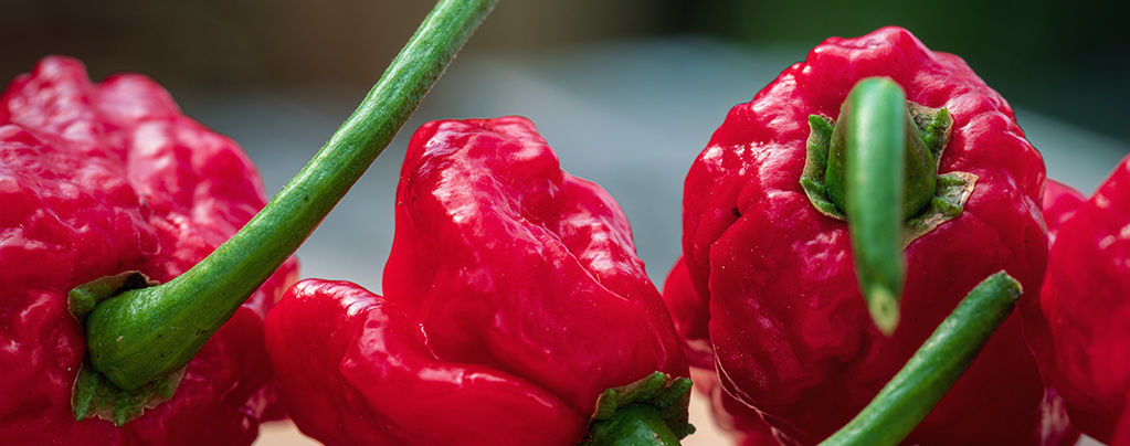 Carolina Reaper: Wie Man Ihn Anbaut Und Verwendet