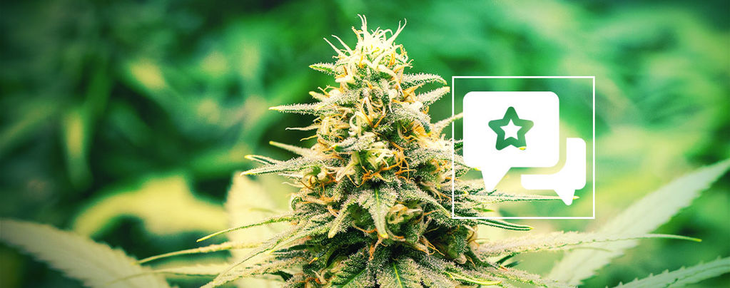 Cannabissorte Frosted Guava: Rezension Und Informationen