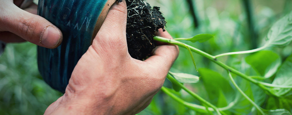 Wie Man Chilipflanzen Umpflanzt