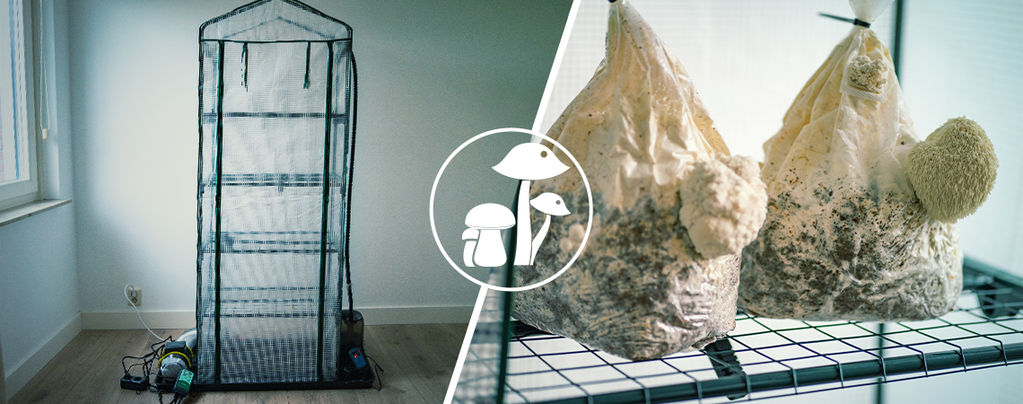 Martha-Fruchtkammer Für Pilze