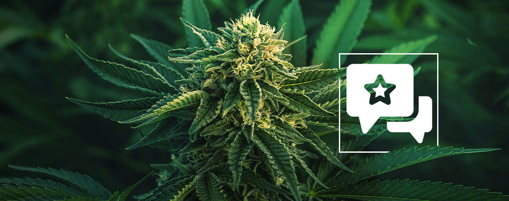 Cannabissorte Apple Fritter: Rezension Und Informationen