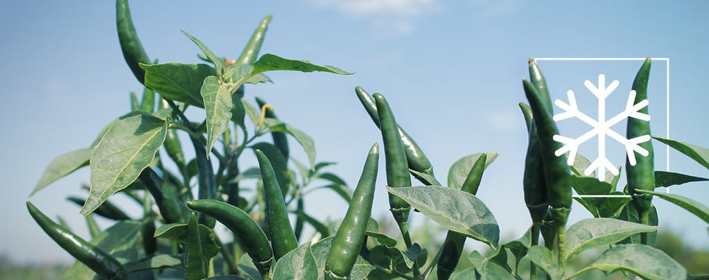 Wie Man Chilipflanzen Überwintert