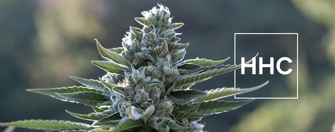 Was Du Über Hexahydrocannabinol (HHC) Wissen Solltest