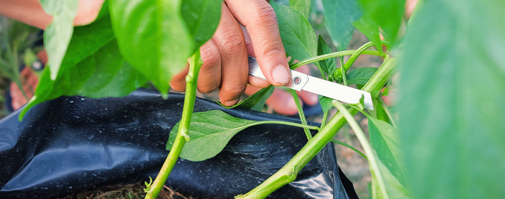 Wie Man Chilipflanzen Für Maximalen Ertrag Beschneidet