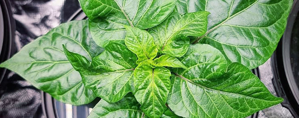 Wie Man Chilis In Hydrokultur Anbaut