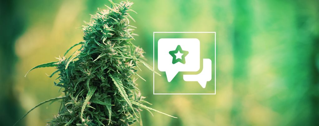 Sour Diesel (Zamnesia Seeds) feminisiert Sour Diesel (Zamnesia Seeds) feminisiert