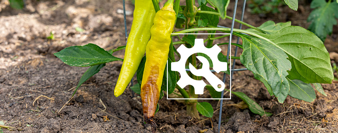 Wie Man Mit Blütenendfäule Bei Chilis Umgeht