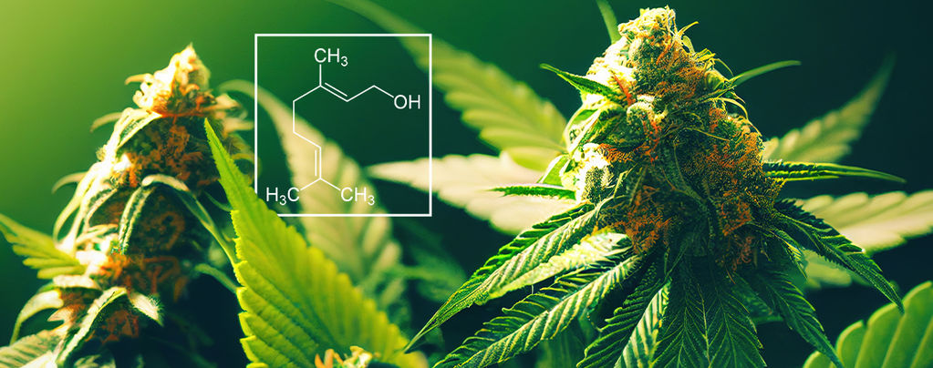 Was Ist Geraniol In Cannabispflanzen?