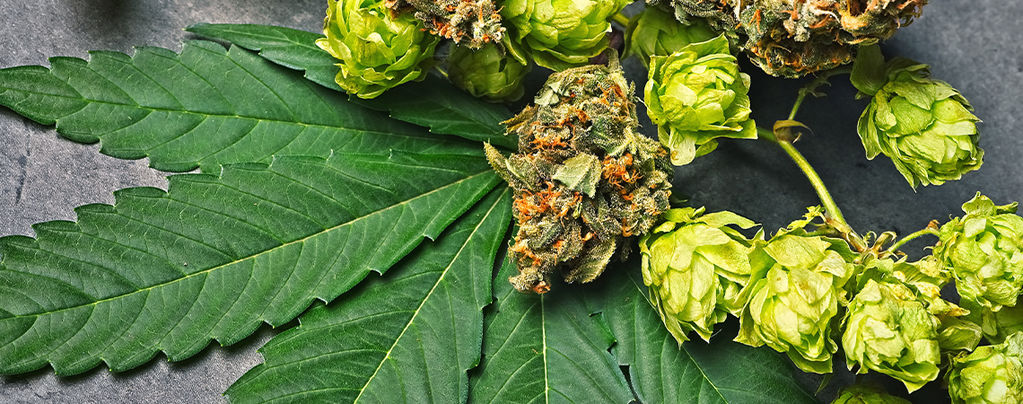 Was Ist Humulen In Cannabis?