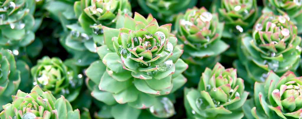 Ein Vollständiger Leitfaden Zu Rosenwurz