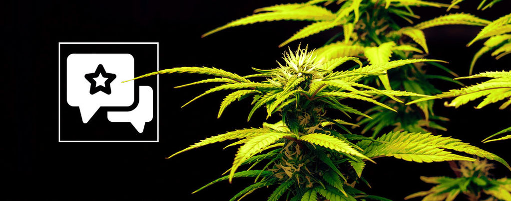 Cannabissorte Candy Rain: Rezension Und Informationen