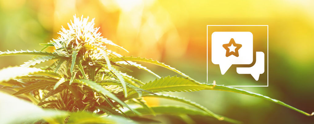 Biscotti: Cannabissortenbewertung & Information