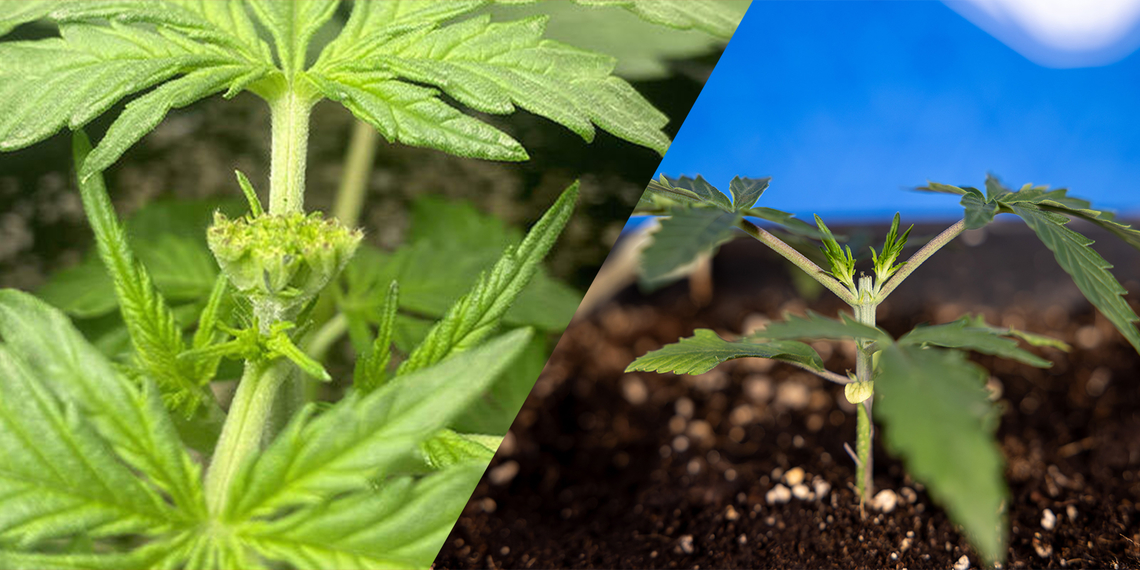 Cannabis beschneiden: Topping vs. Fimming